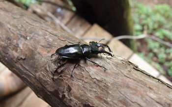 神戸岩で見つけたクワガタ