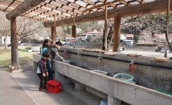 釣れた魚をさばく