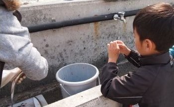 さばいた魚を観察