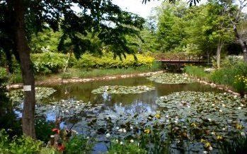 京王多摩川アンジェ 池