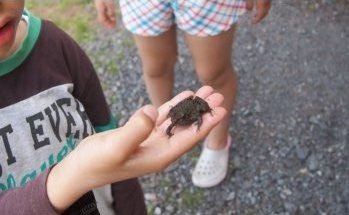 小川でカエルを捕まえた!