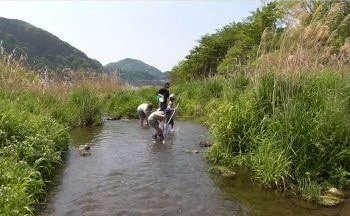 相模川の支流の小川