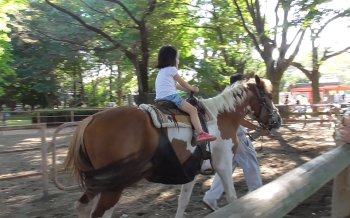 清水公園 ポニー乗馬