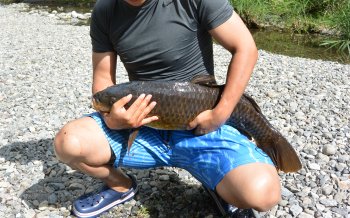 巨ゴイをゲット