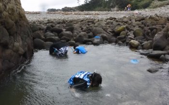 磯遊びの潮だまり