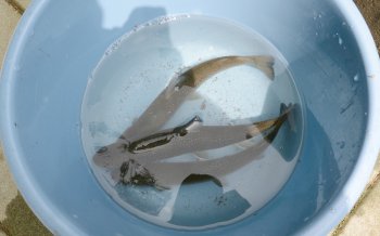 釣ったニジマス