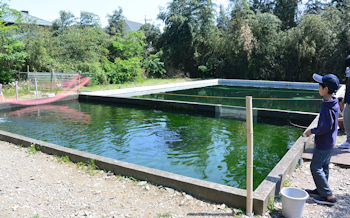 ニジマス専用いけす