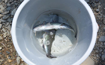 ニジマス2匹釣りました