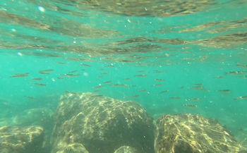 シュノーケルで水中観察