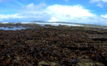 海岸の昆布