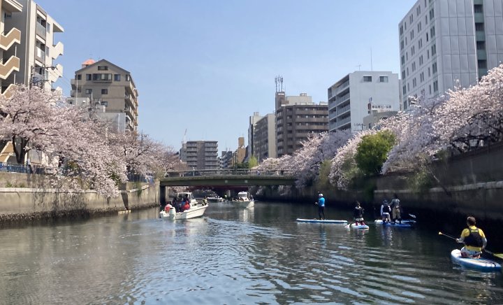 桜並木を眺めるツアー
