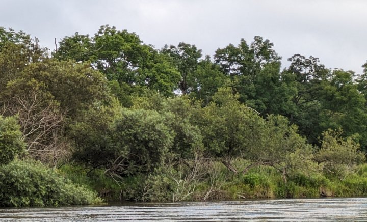 オジロワシの巣