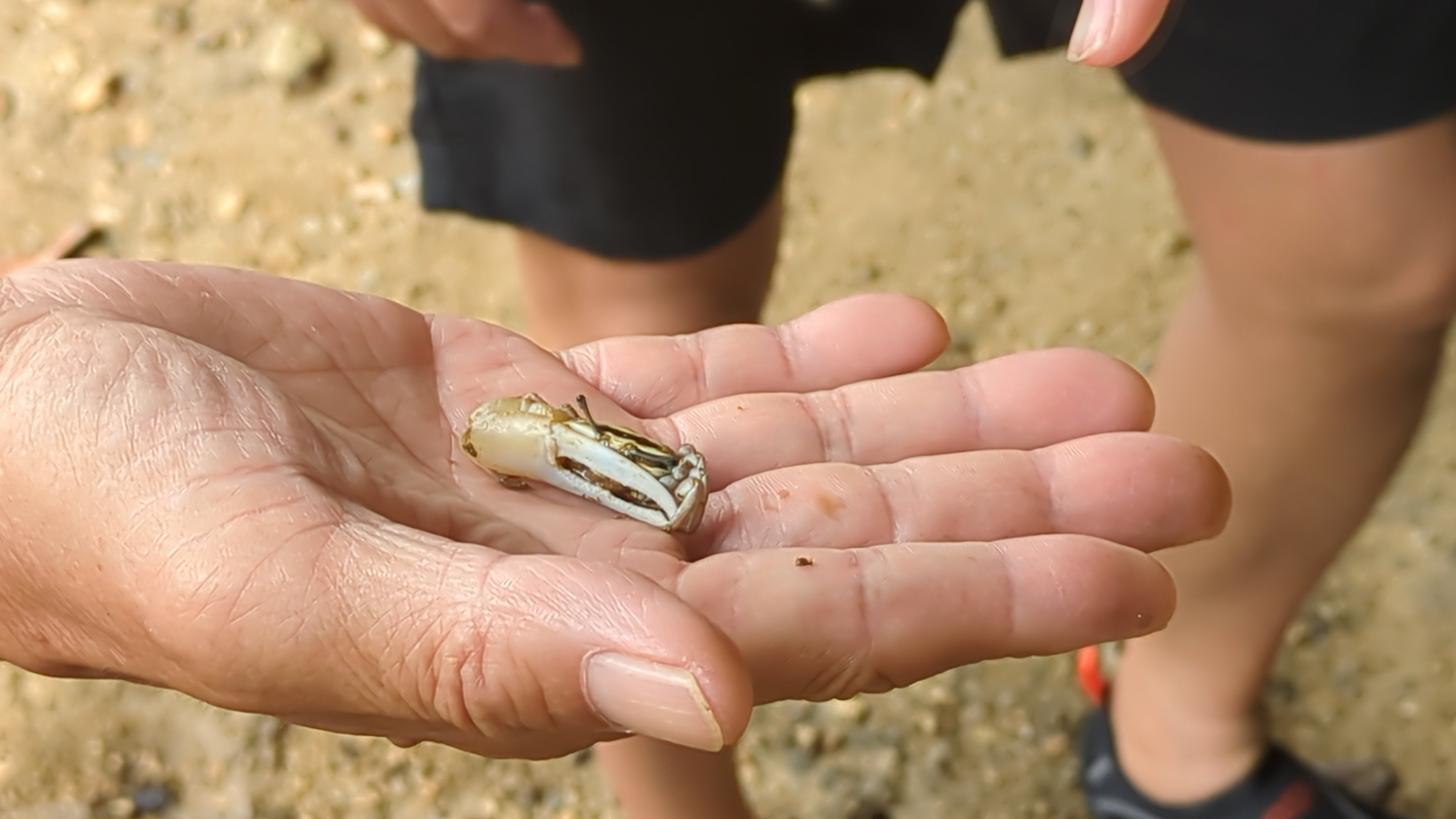 砂地にいるカニ