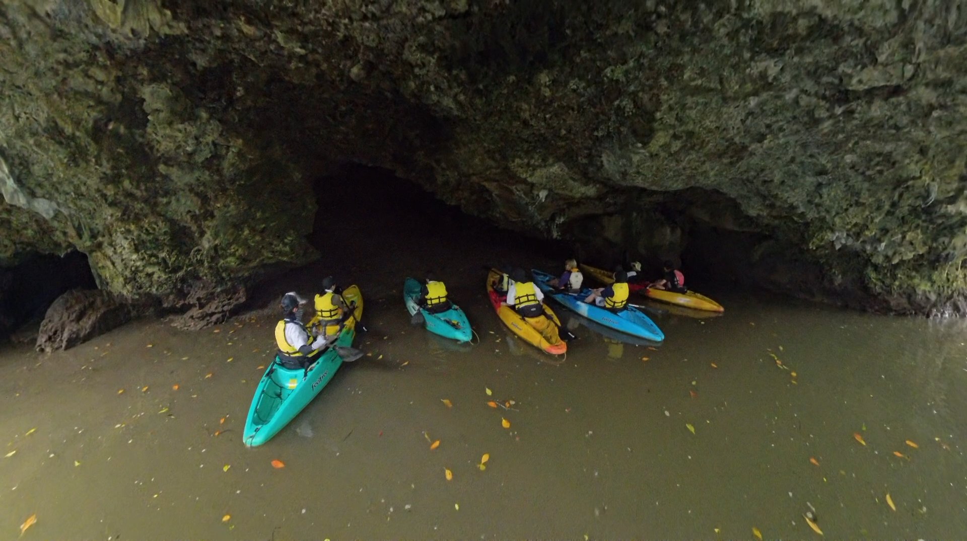 マングローブカヌー